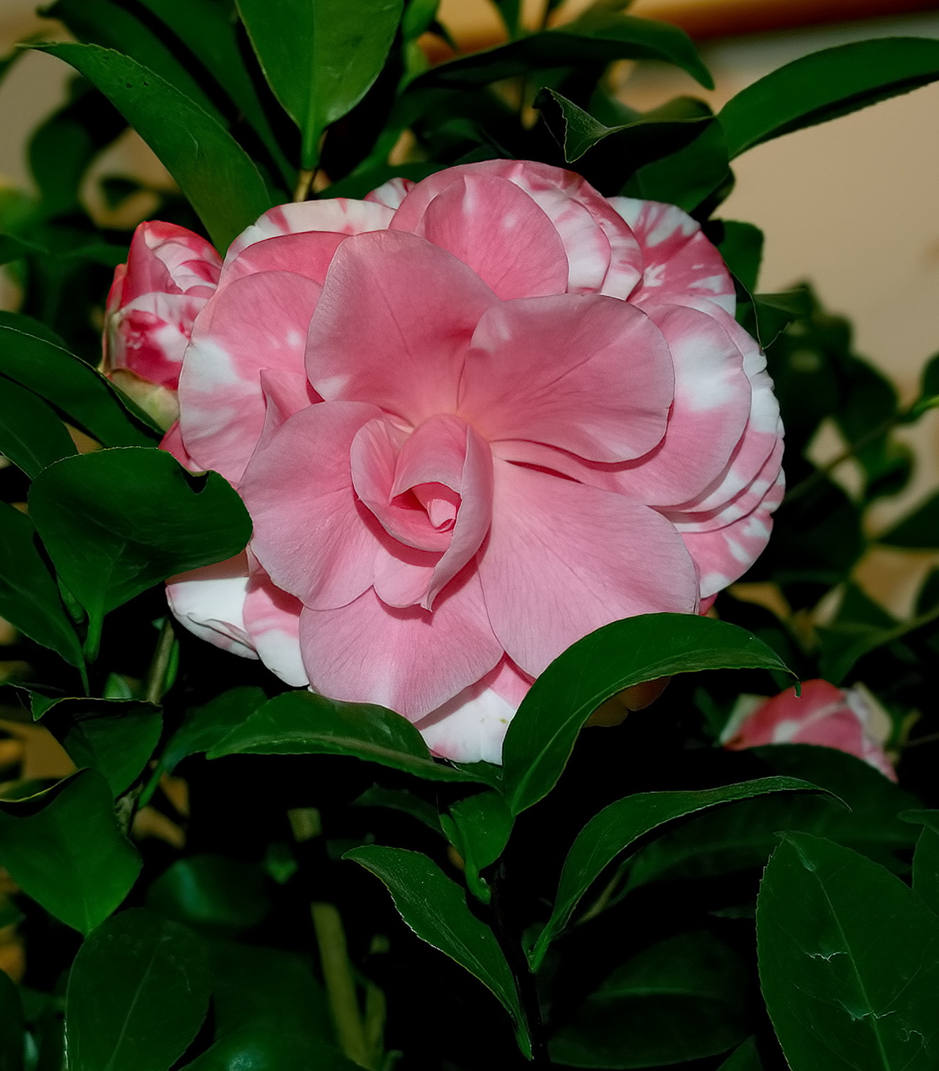 La Signora delle Camelie