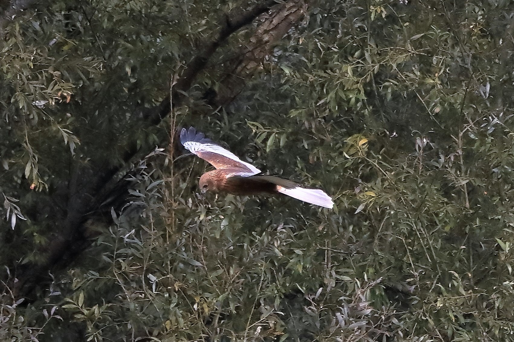 Falco di palude 12-10-2022