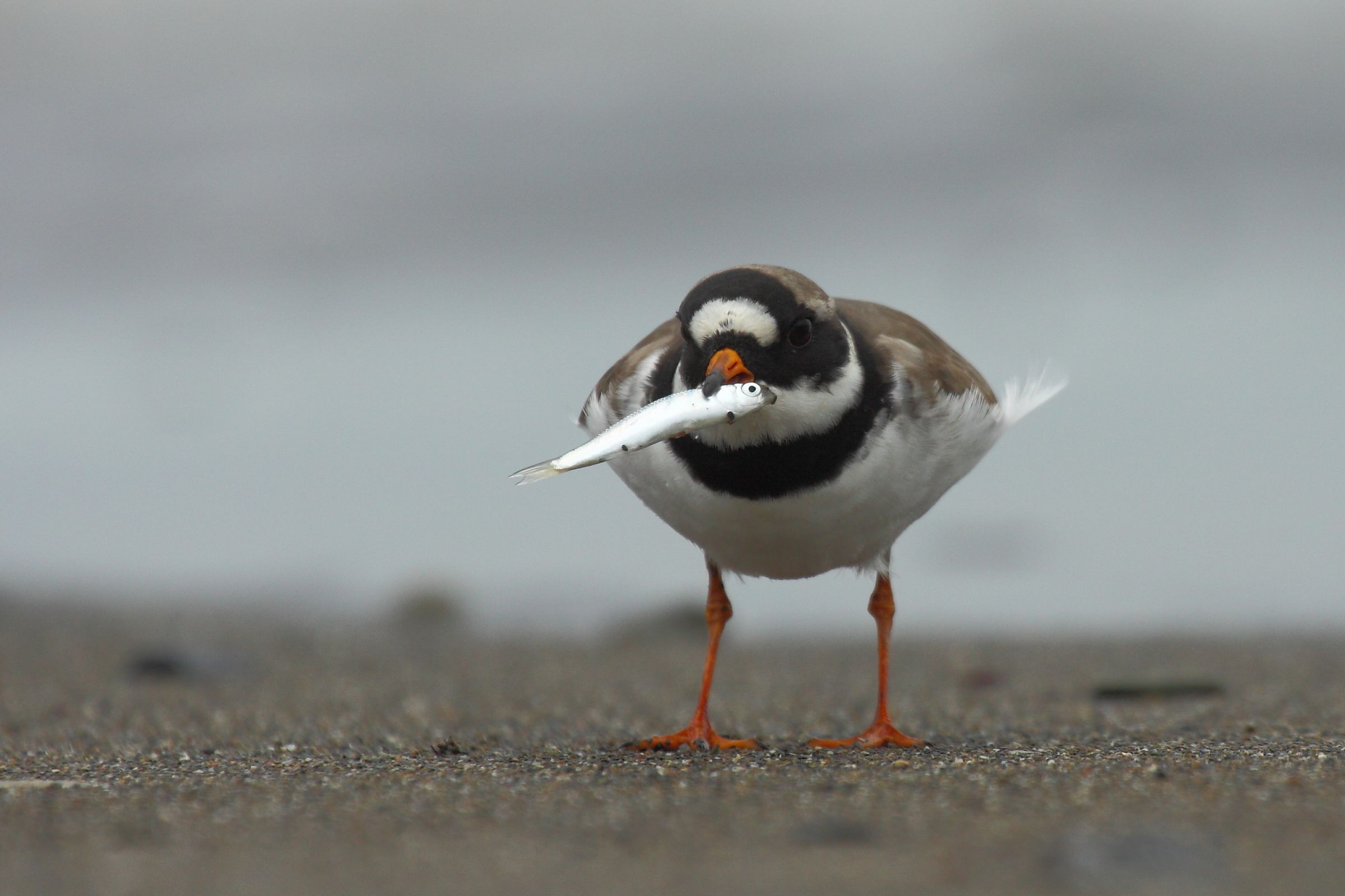 con il pesce fra i denti