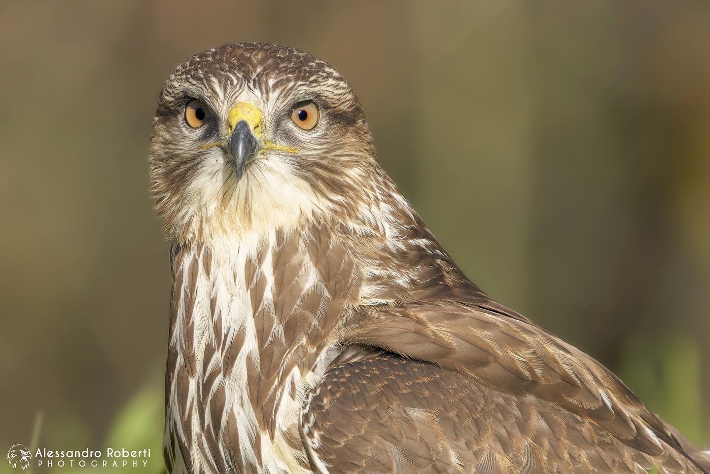 Buzzard