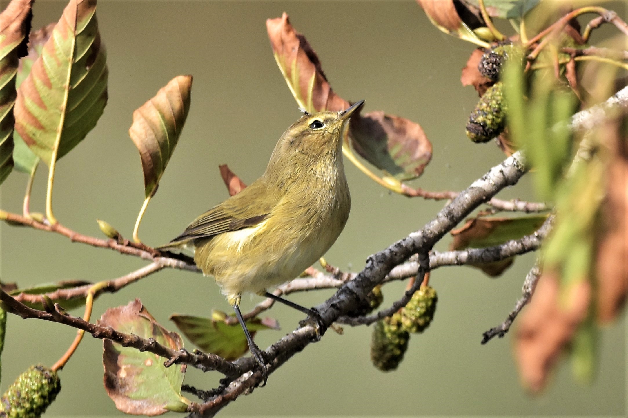 Chiffchaff