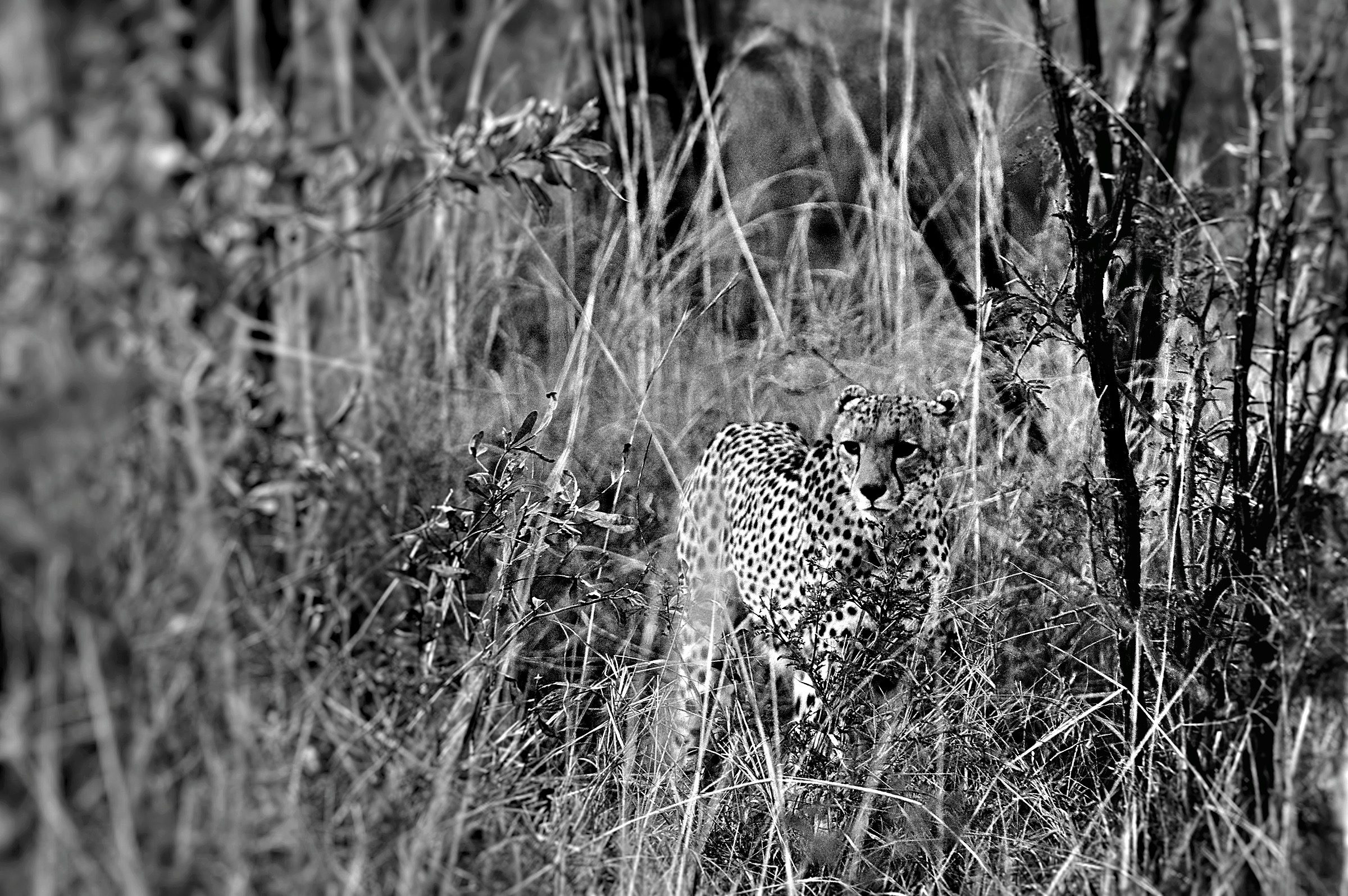 Cheetah in the brushwood B&W