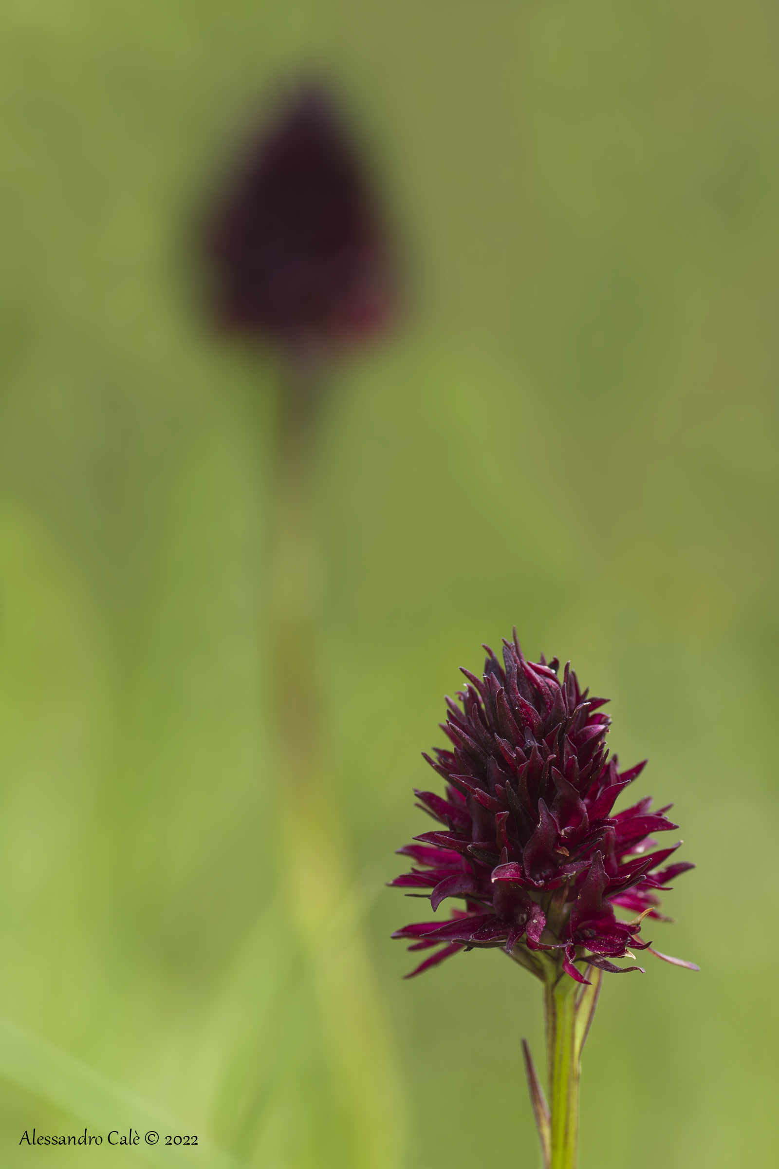 Nigritella nigra 6777