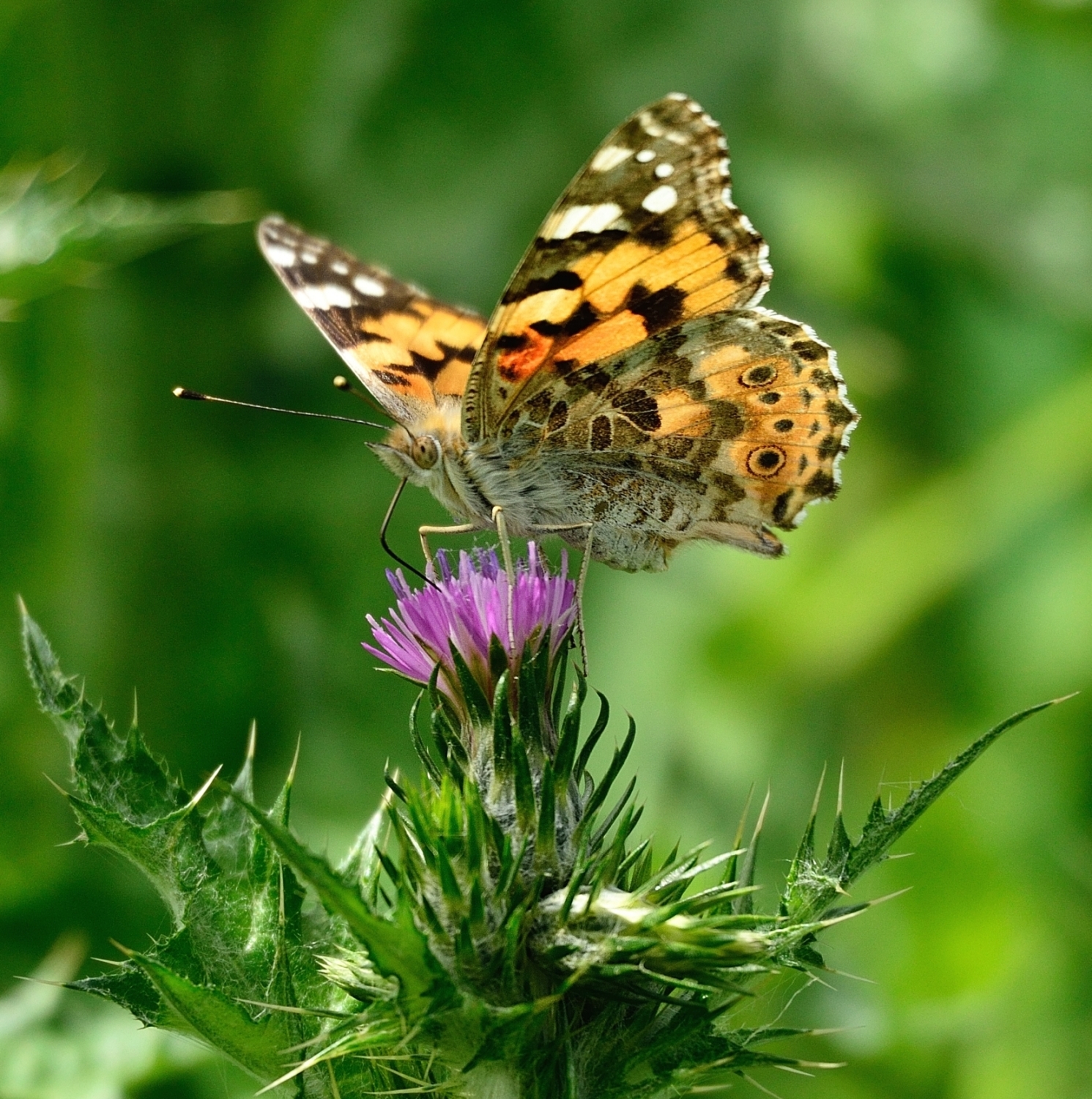 Armonia della natura