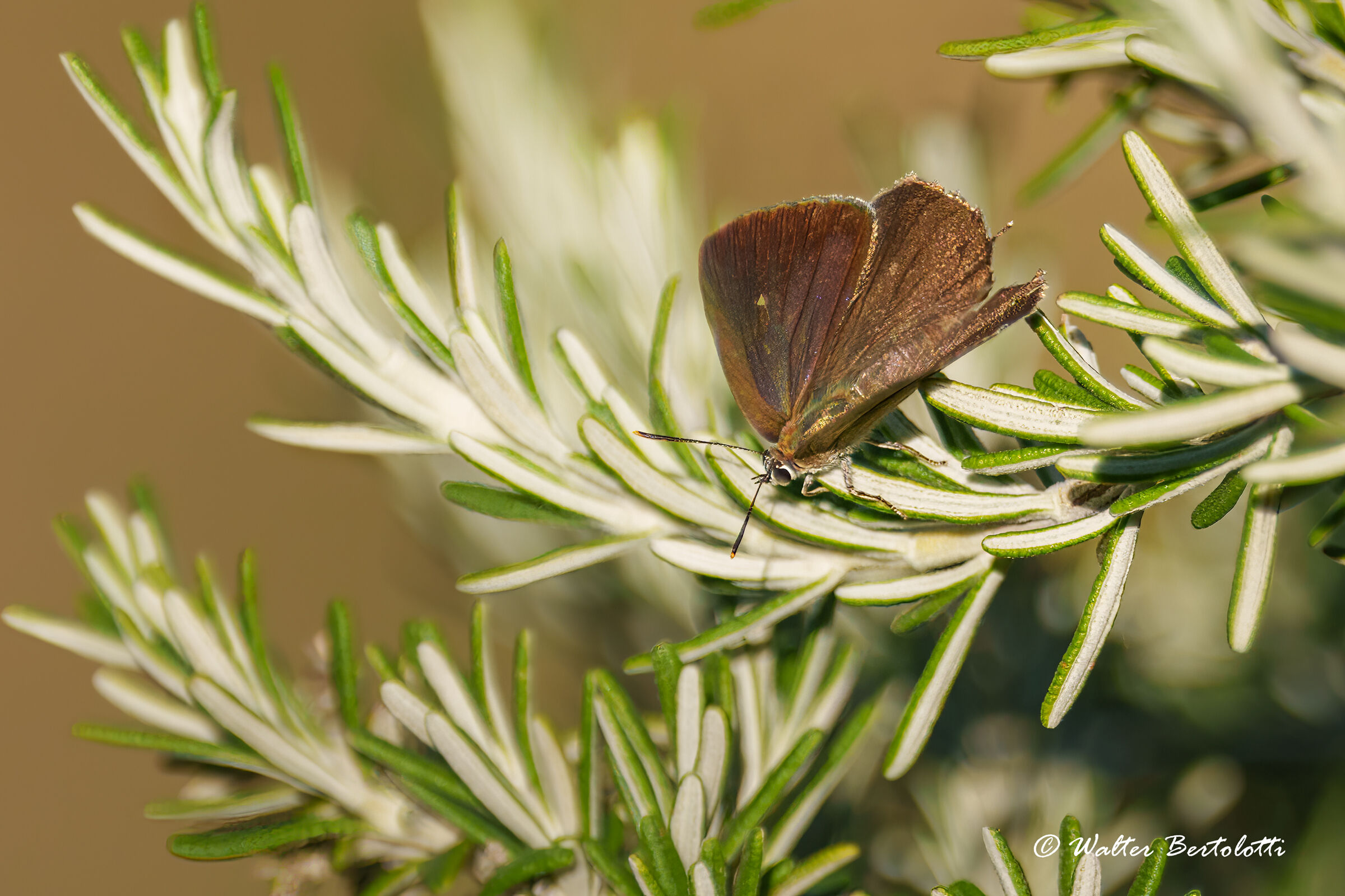 il profumo del rosmarino