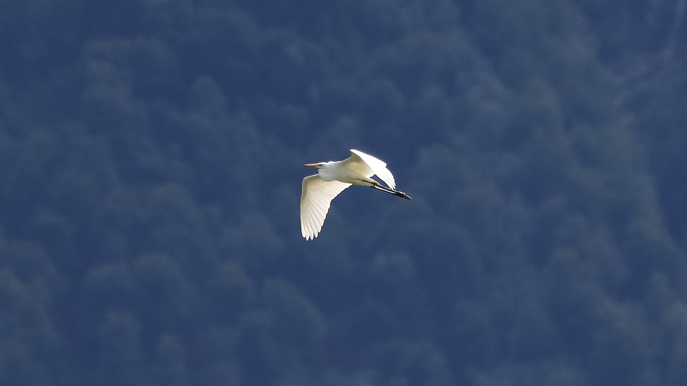 airone BM 26-09-2022