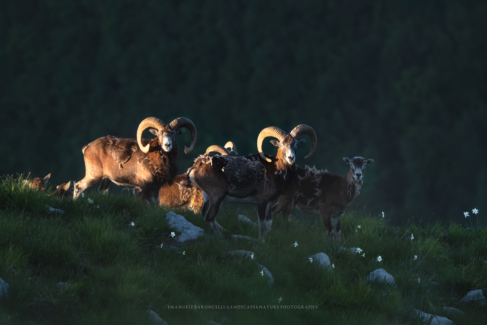 Mufloni & Daffodils Apuani