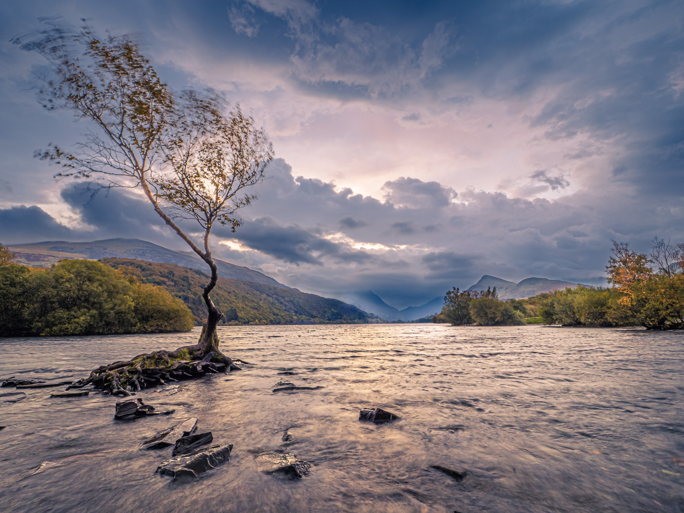 The tree at the lake