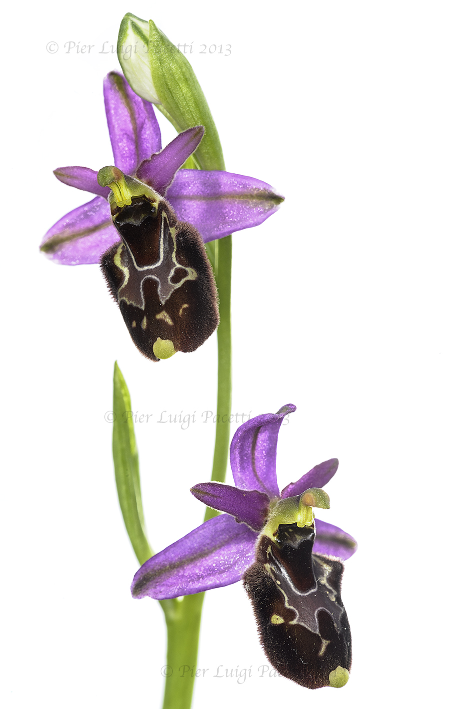 Ophrys Ophrys x bertolonii holosericea