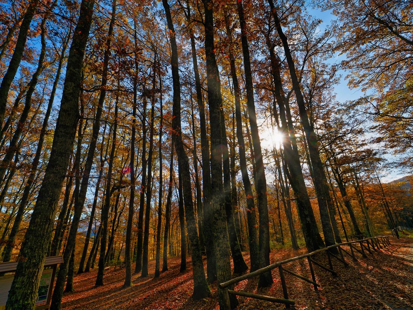 Autumn