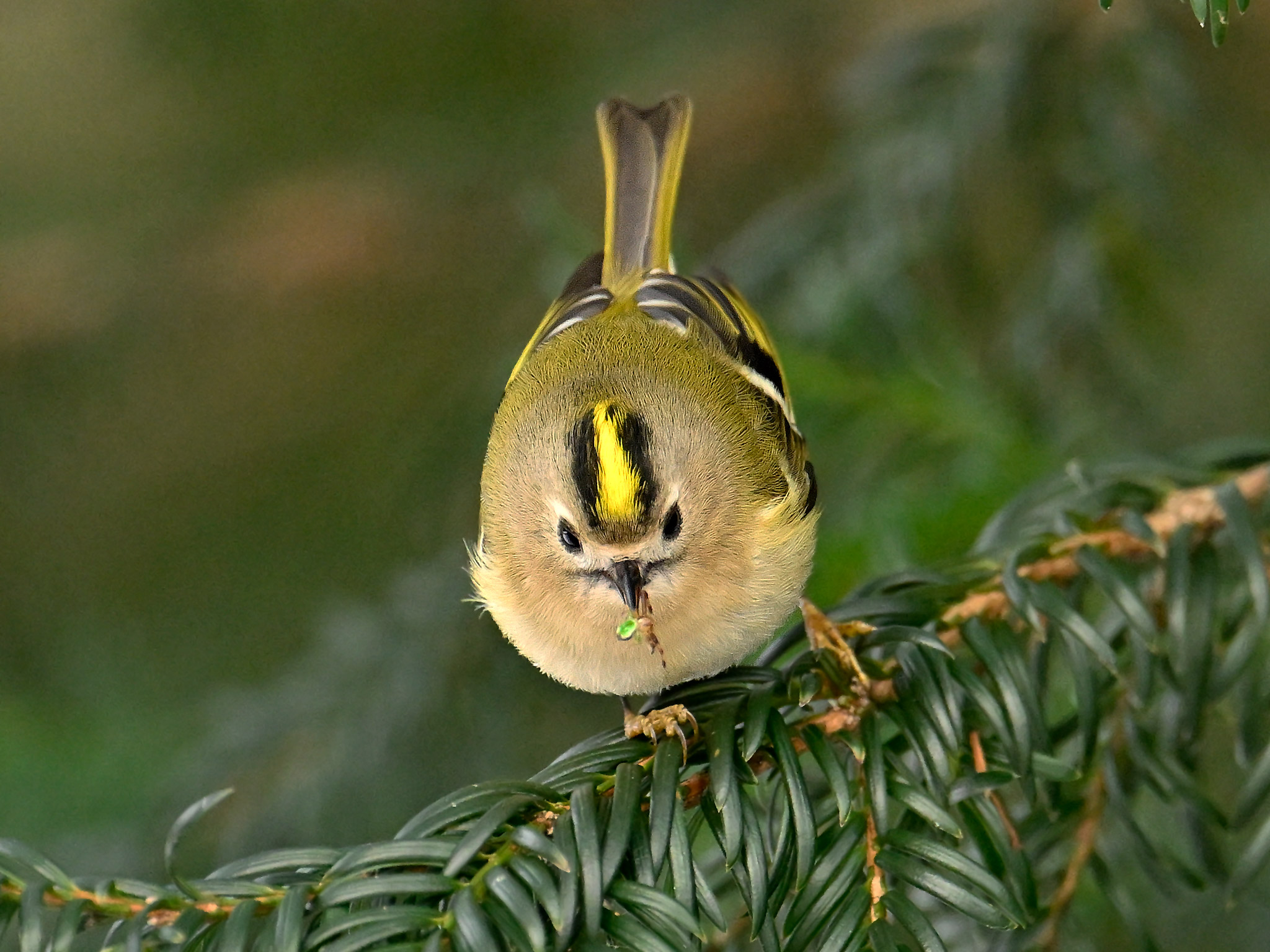 Regolo regolo con preda