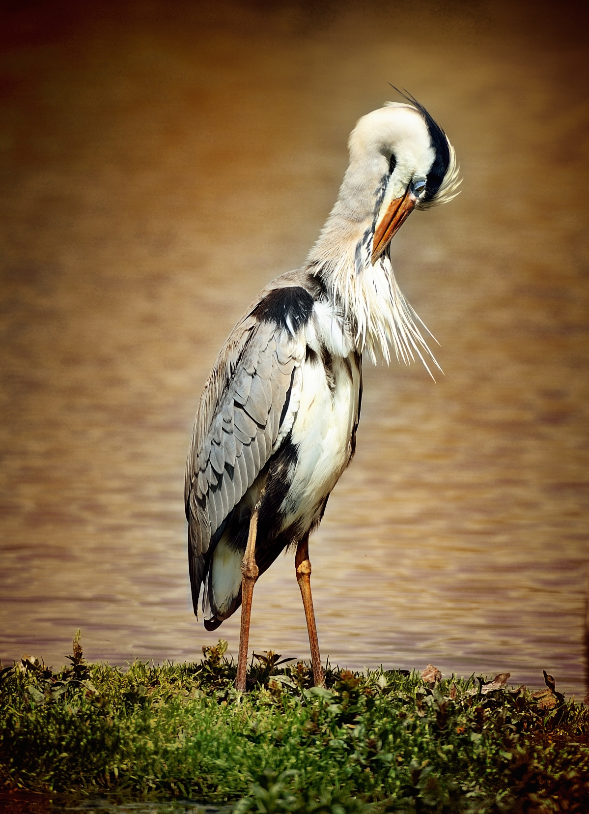 L'airone fa toeletta