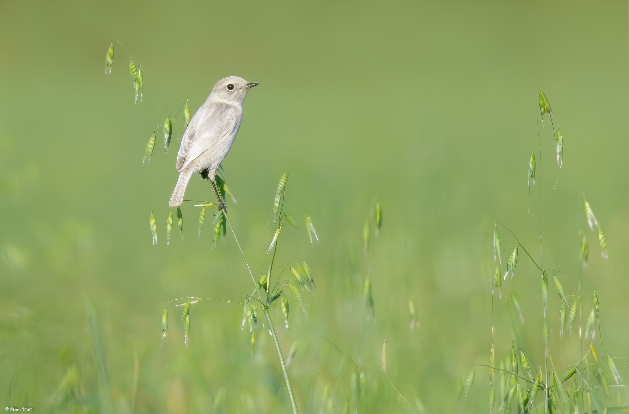 Saltimpalo Leucistico
