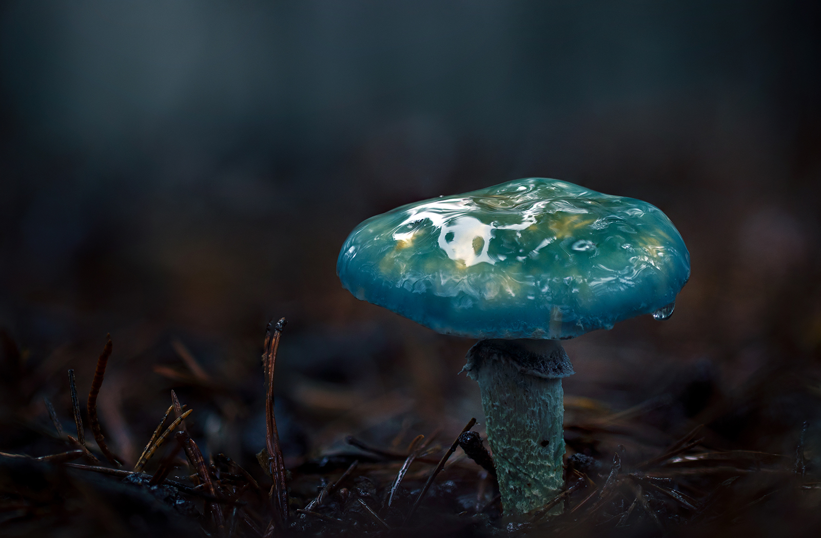 Untitled Photo