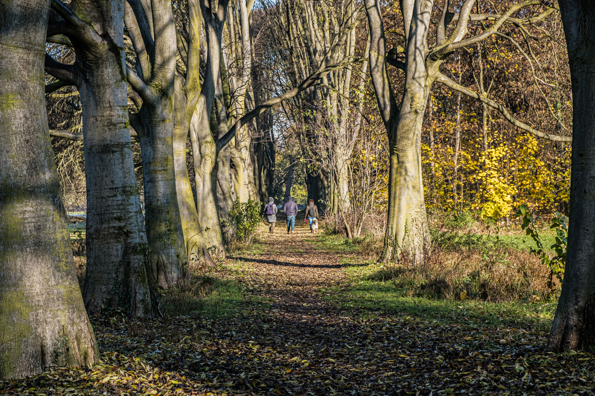 Walking in the Park!