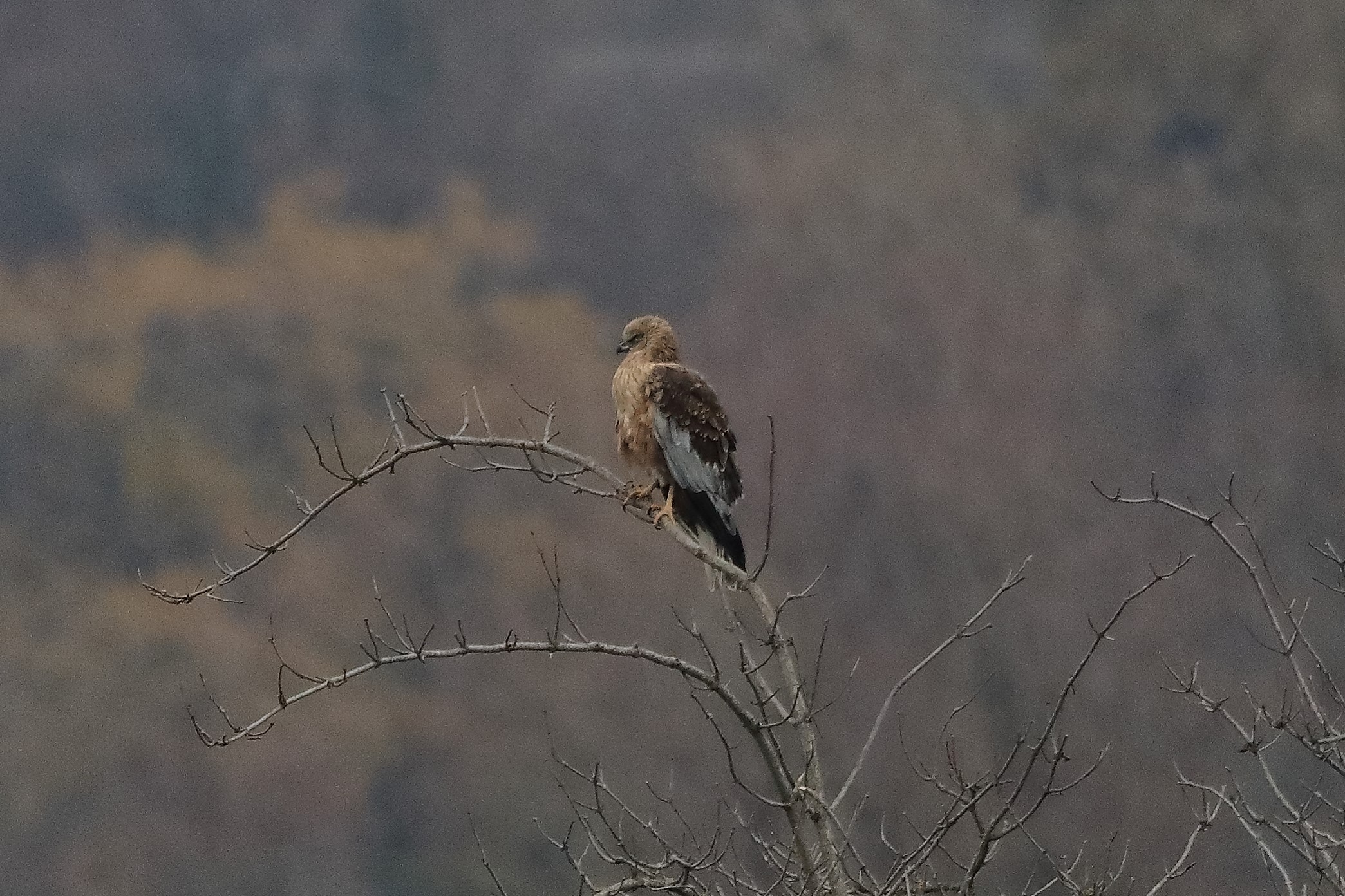 Falco di palude dicembre 2022