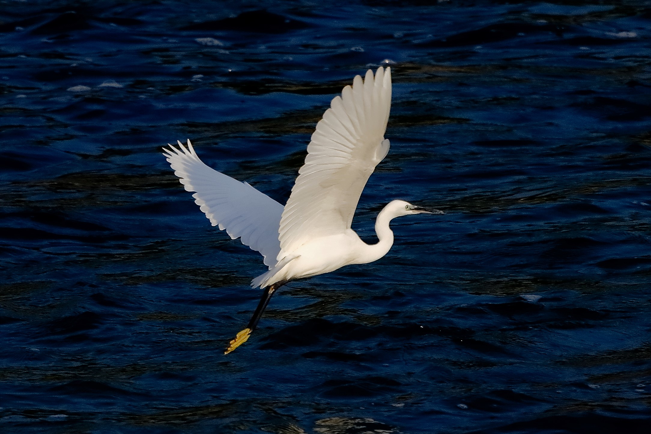 Garzetta 19 ottobre 2022