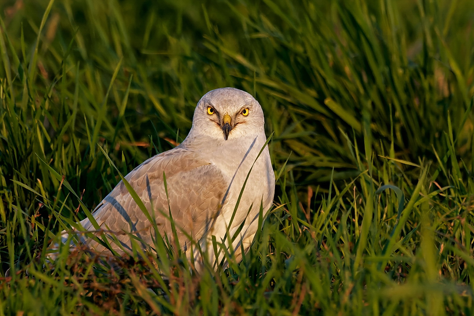 Hen Harrier - Circus cyaneus