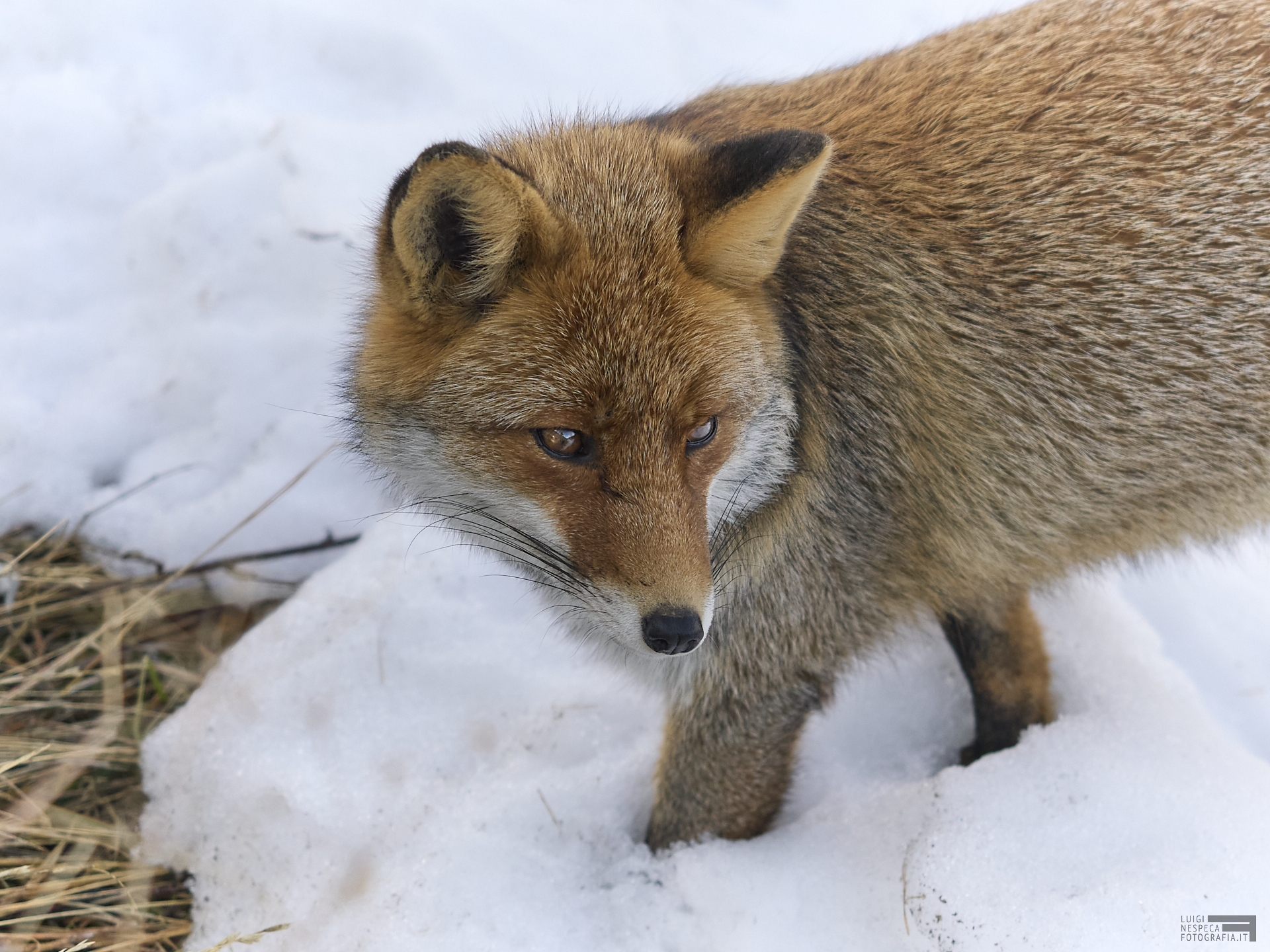 Fox