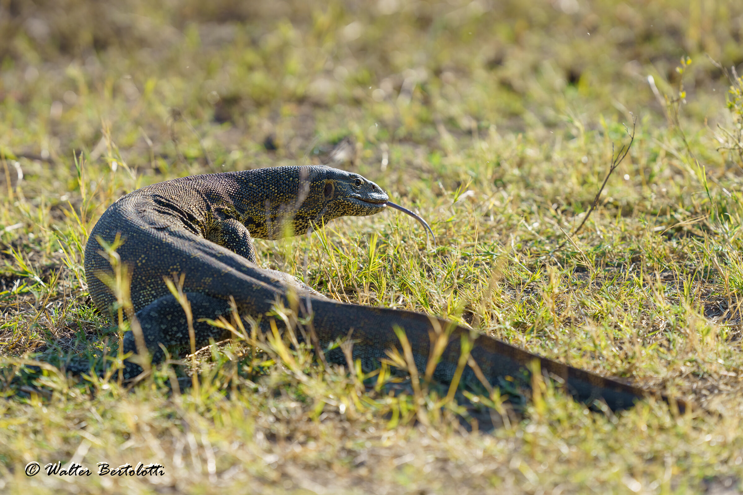 from the Jurassic world