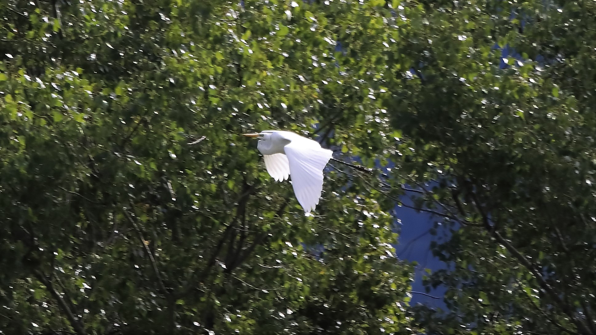 airone BM 26-09-2022