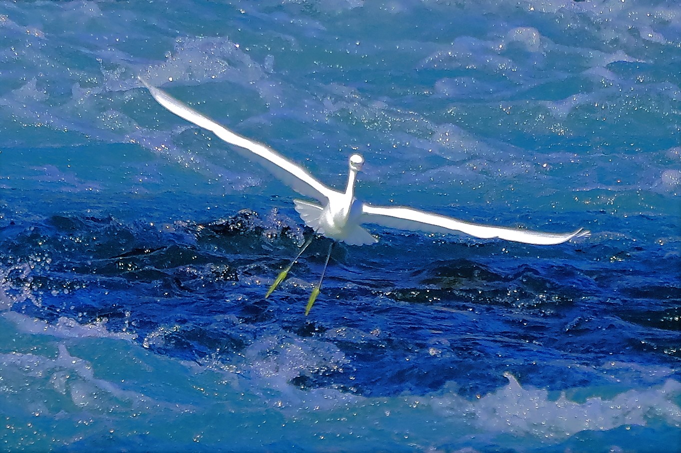 Garzetta settembre 2022