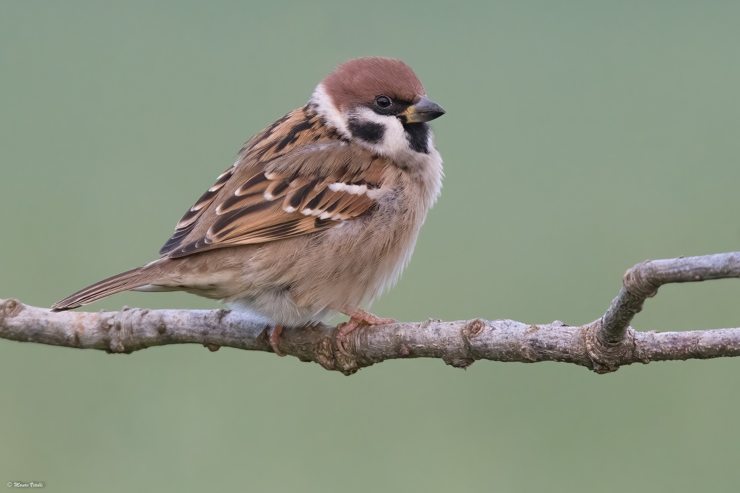 Morning Sparrow (Passer montanus)