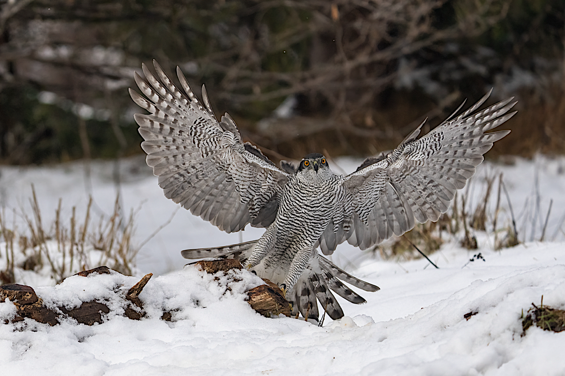 Goshawk landing on snow