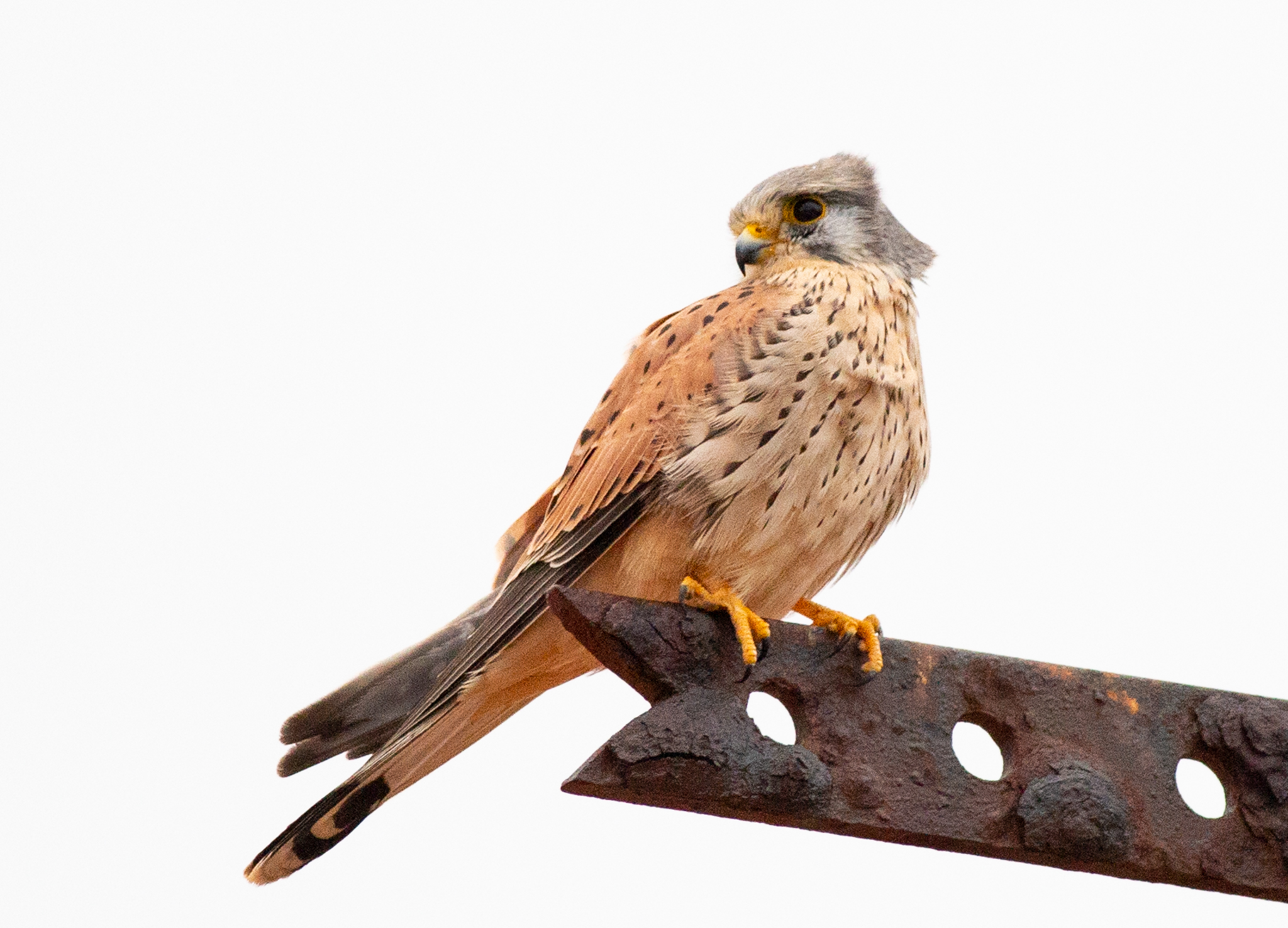 KESTREL