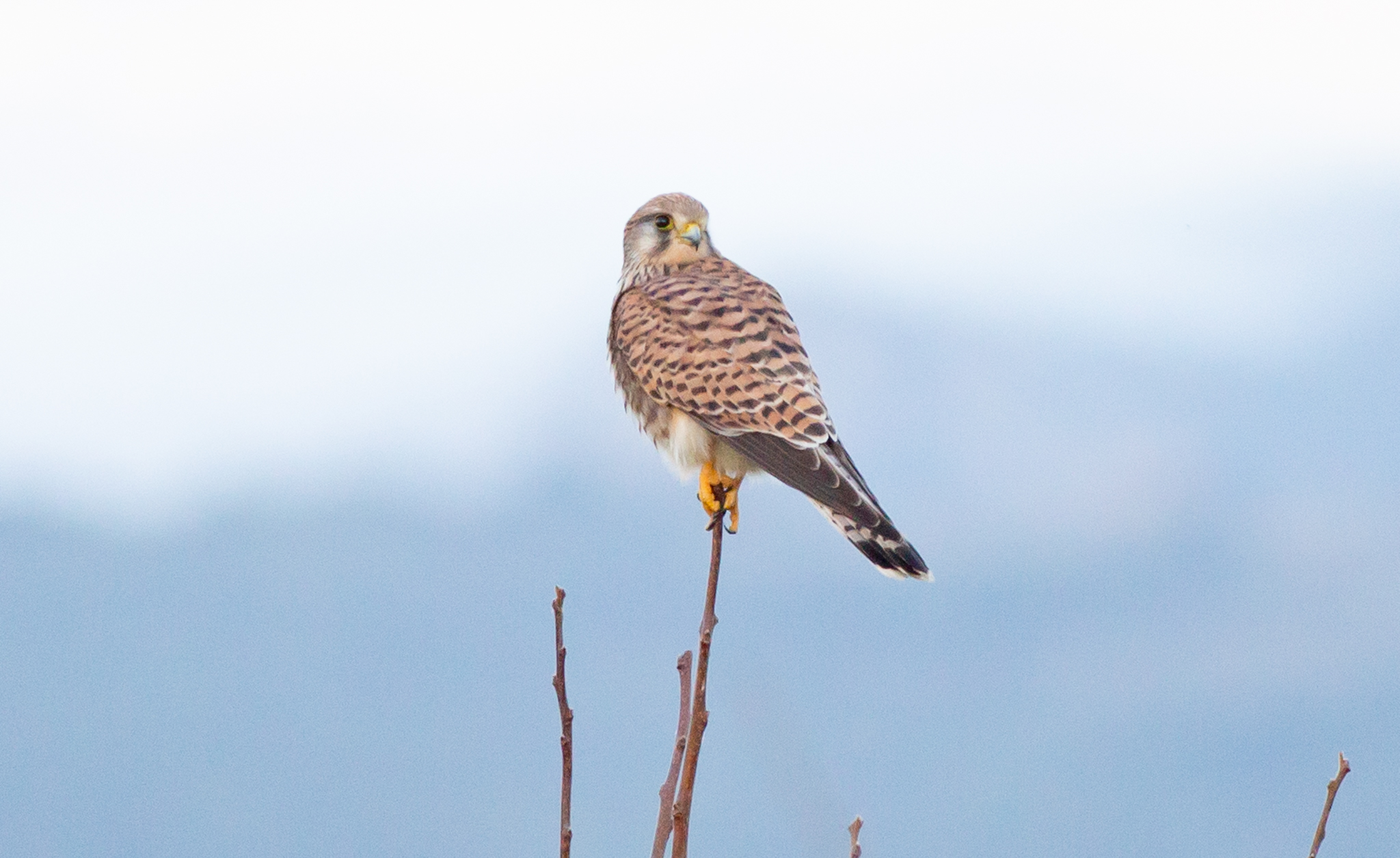 KESTREL