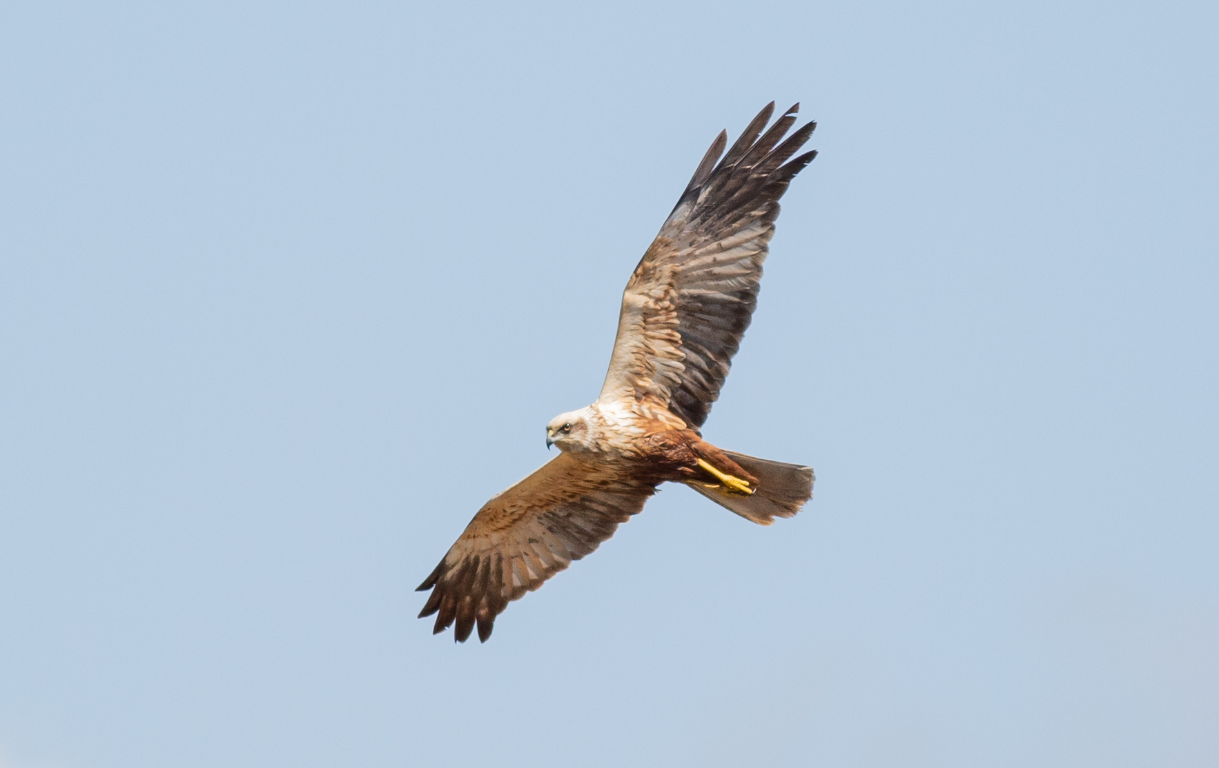 Marsh harrier