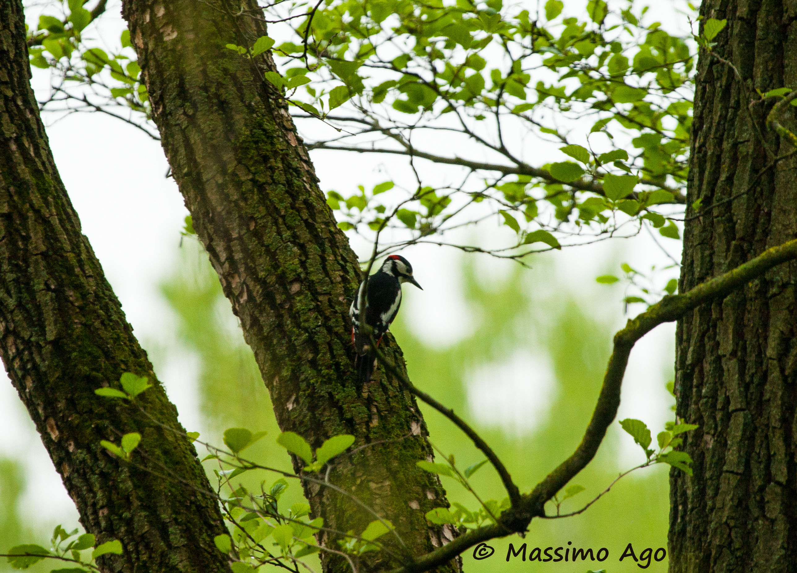 Prima foto al picchio rosso