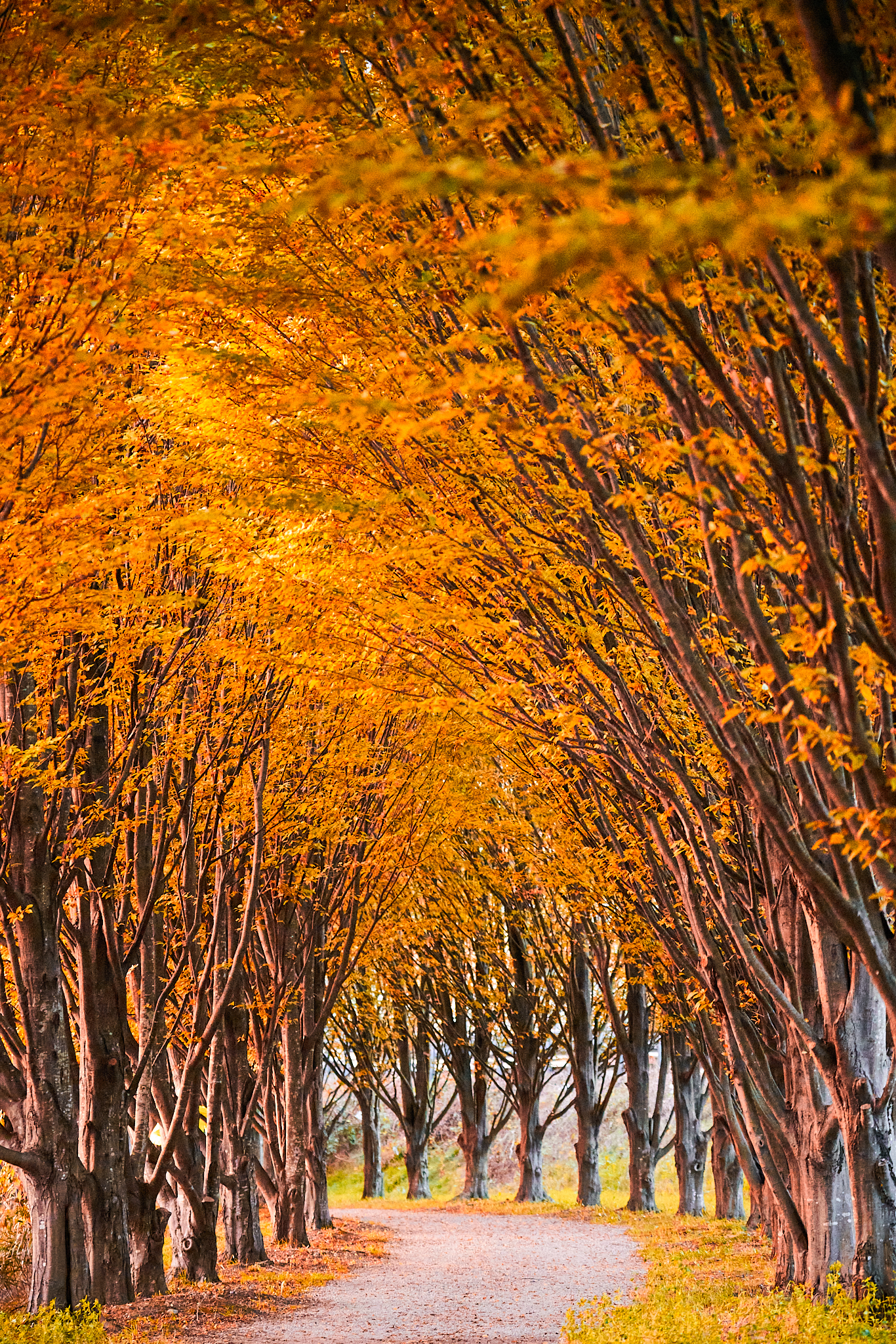 Autumn in Annone