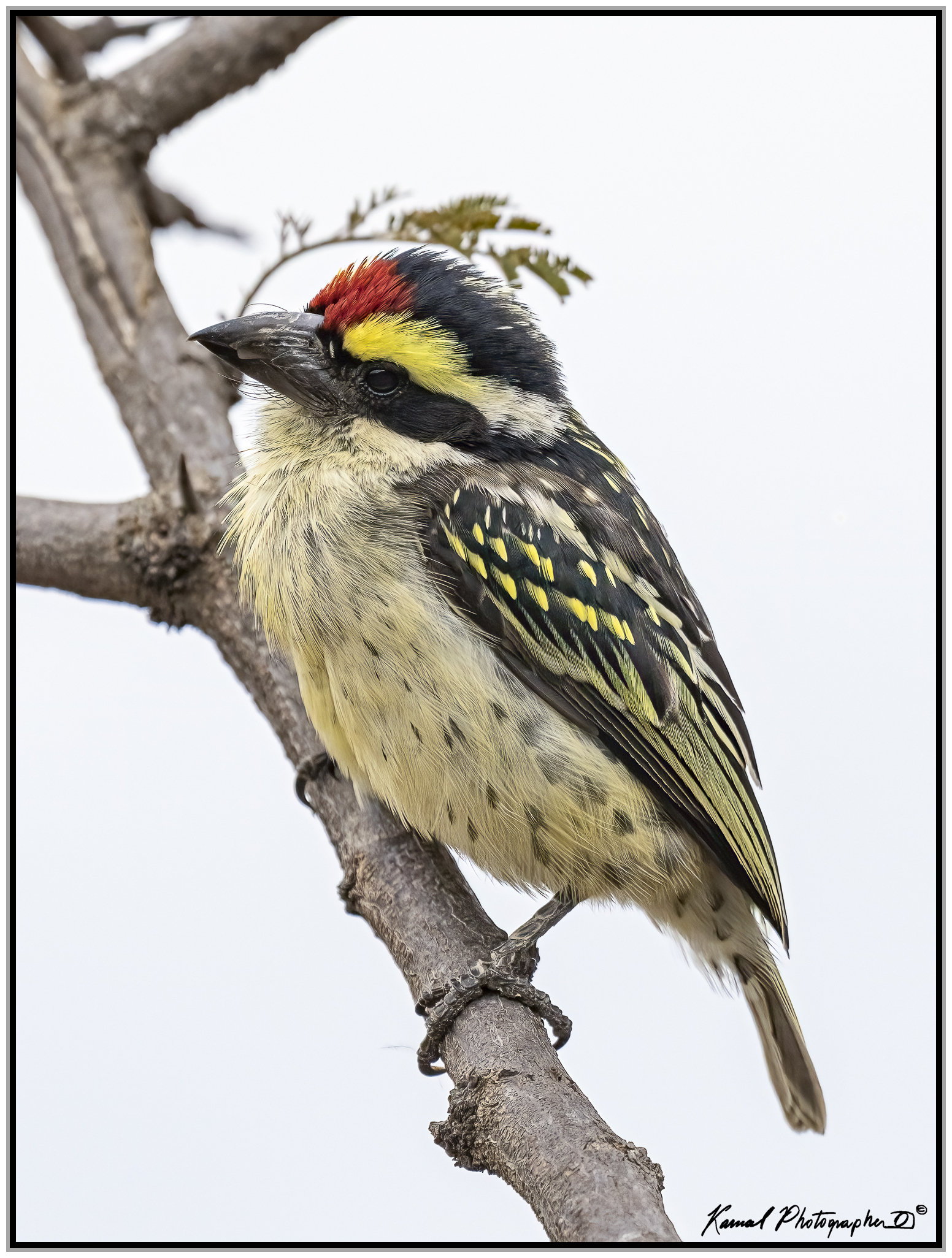 (Pogoniulus pusillus)