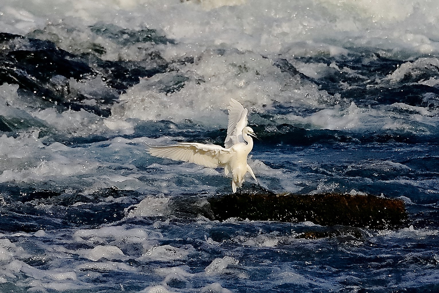 garzetta 19 ottobre 2022