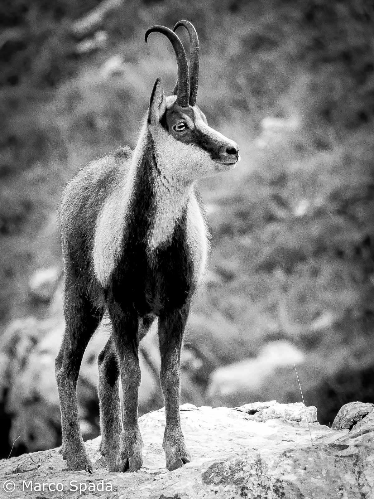 Apennine chamois