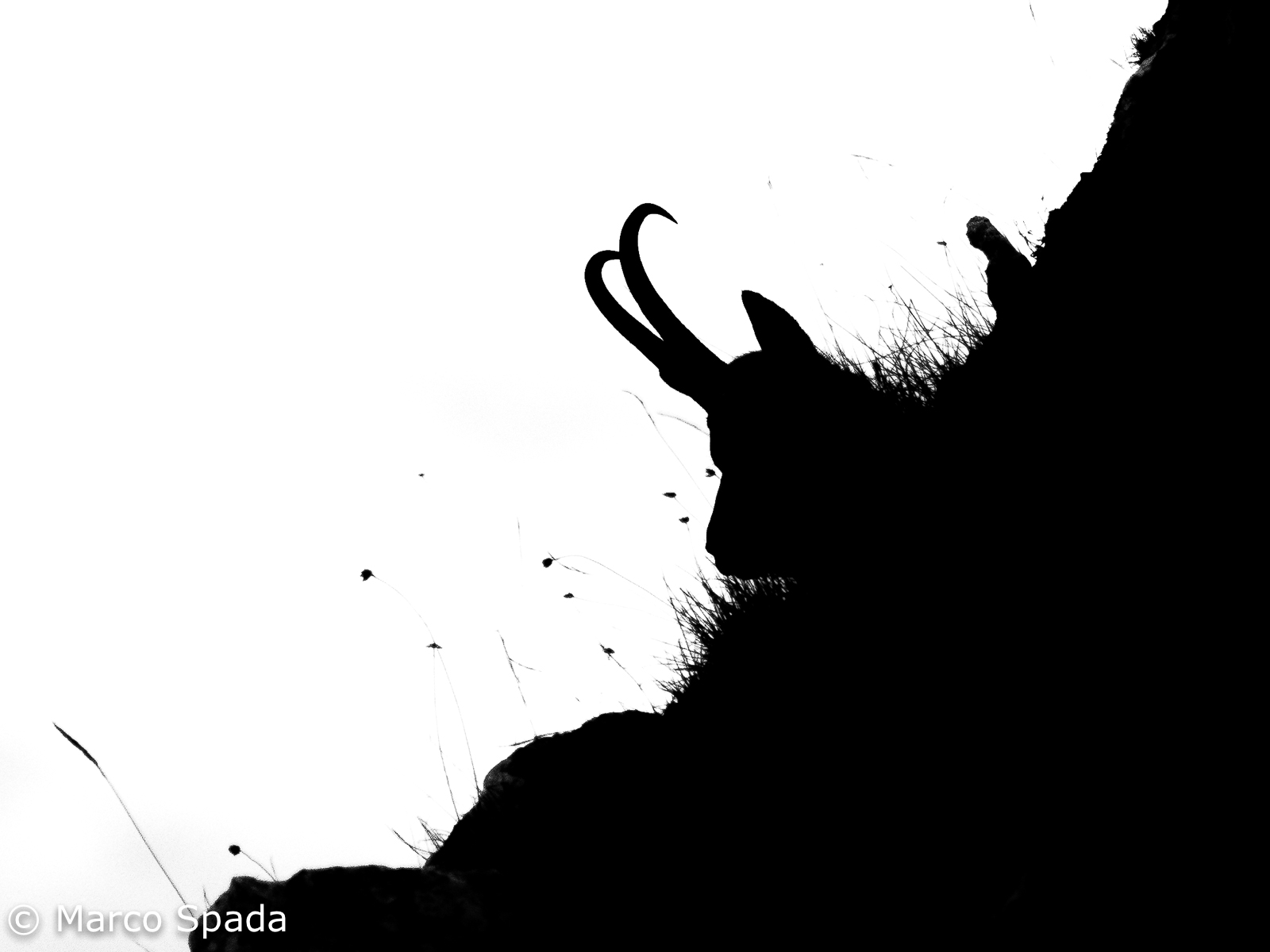 Camoscio appenninico