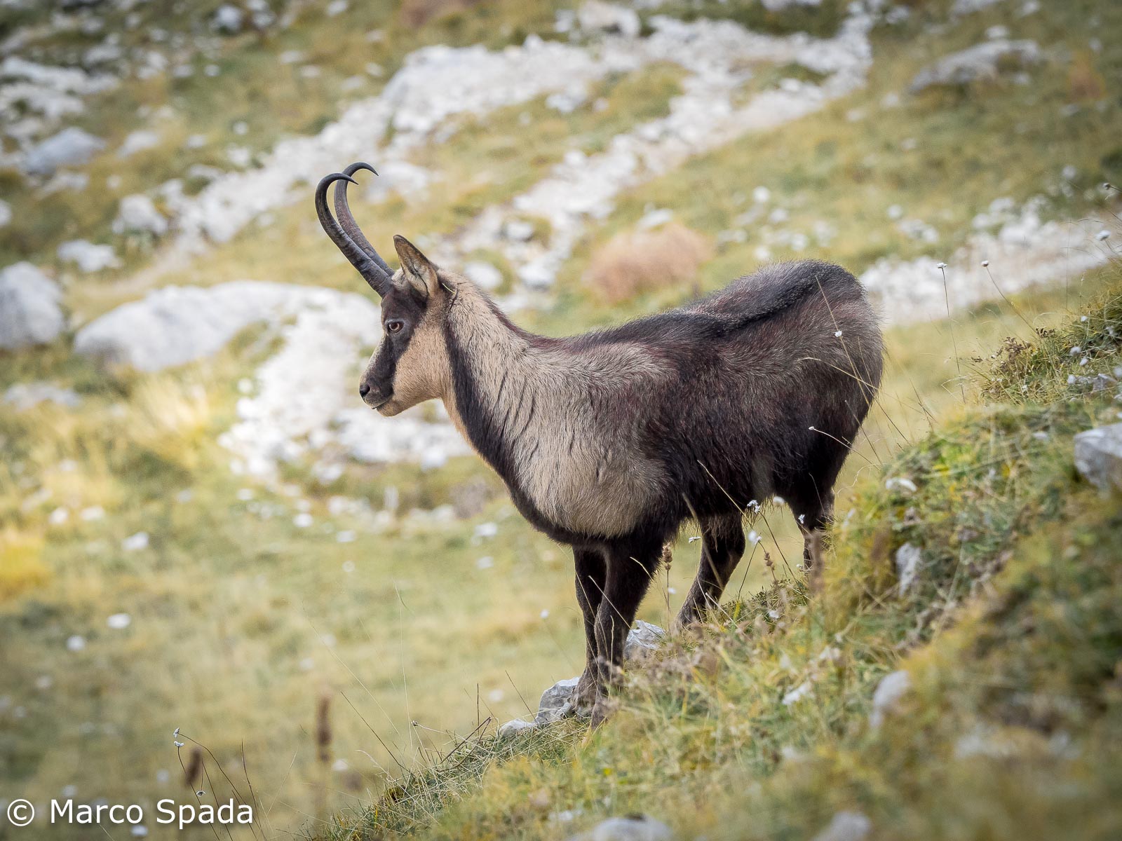 Abruzzo chamois in its environment