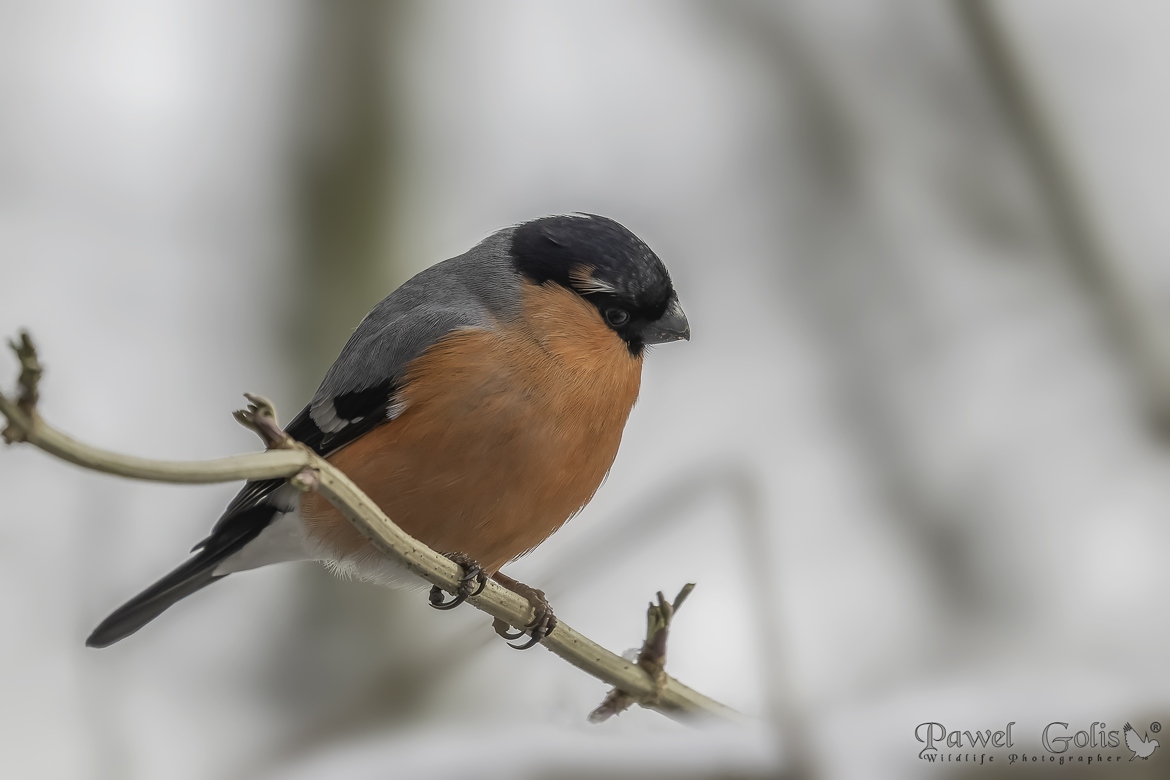 Ciuffolotto eurasiatico (Pyrrhula pyrrhula)