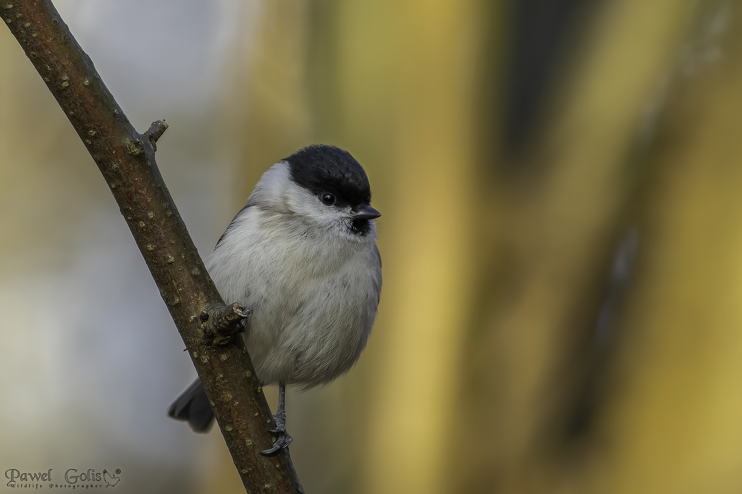 Cinciarella (Poecile montanus)