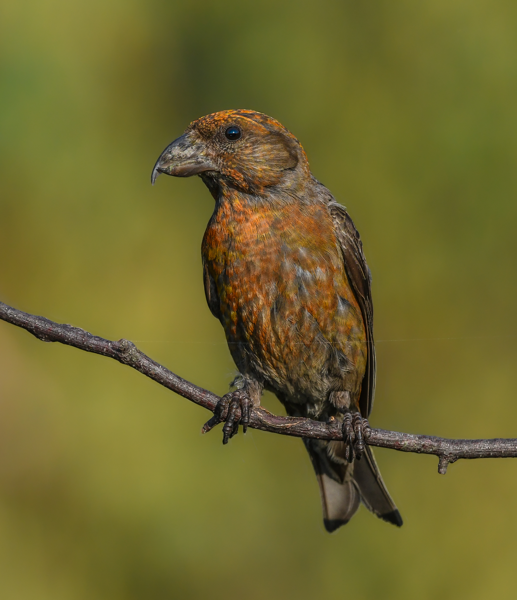 Crociere col becco sporco e filo di ragnatela