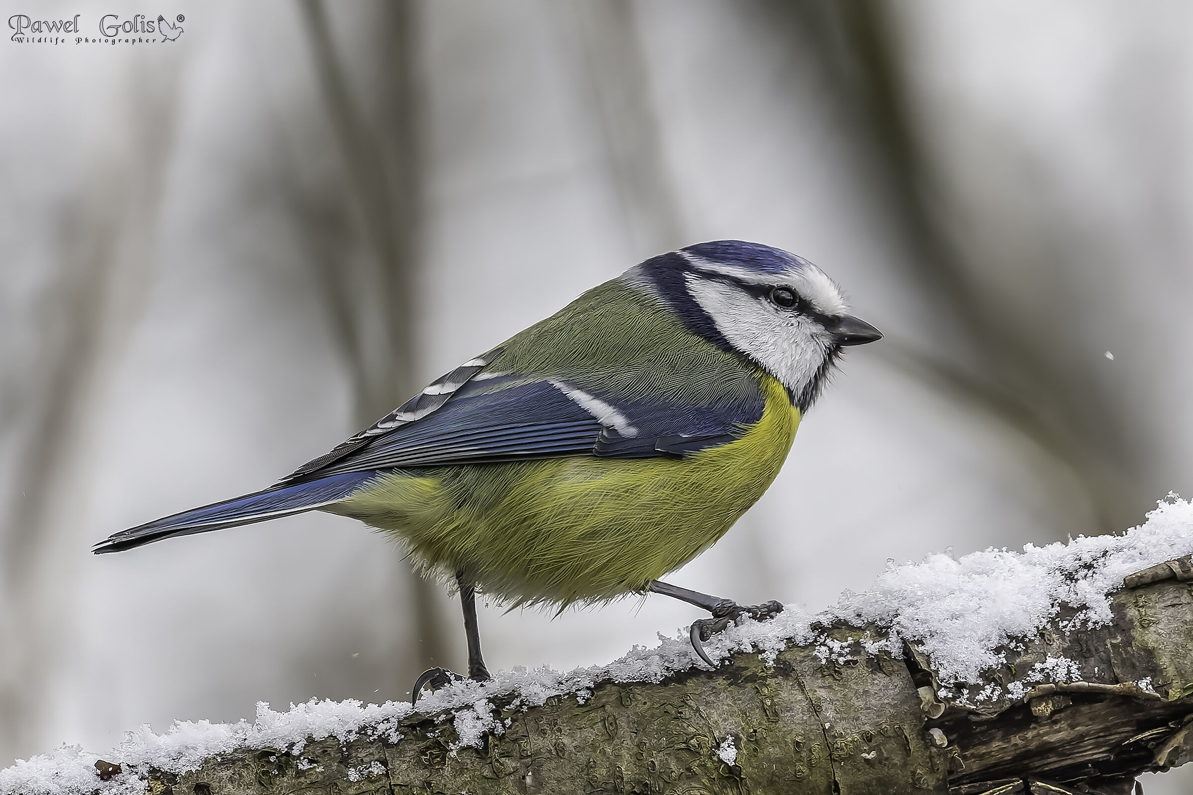 Cincia azzurra eurasiatica (Cyanistes caeruleus)