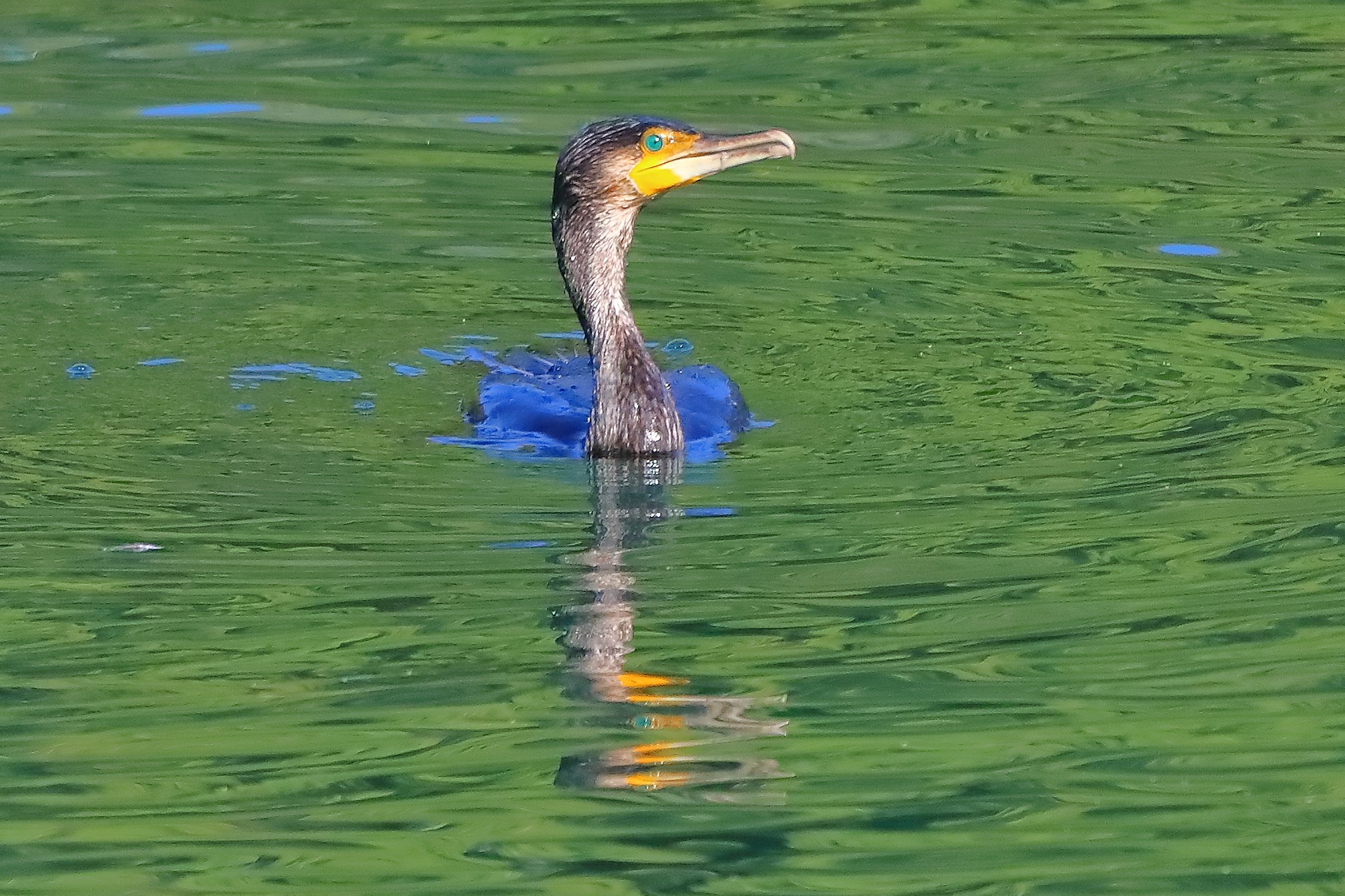 cormorano 02-10-2022