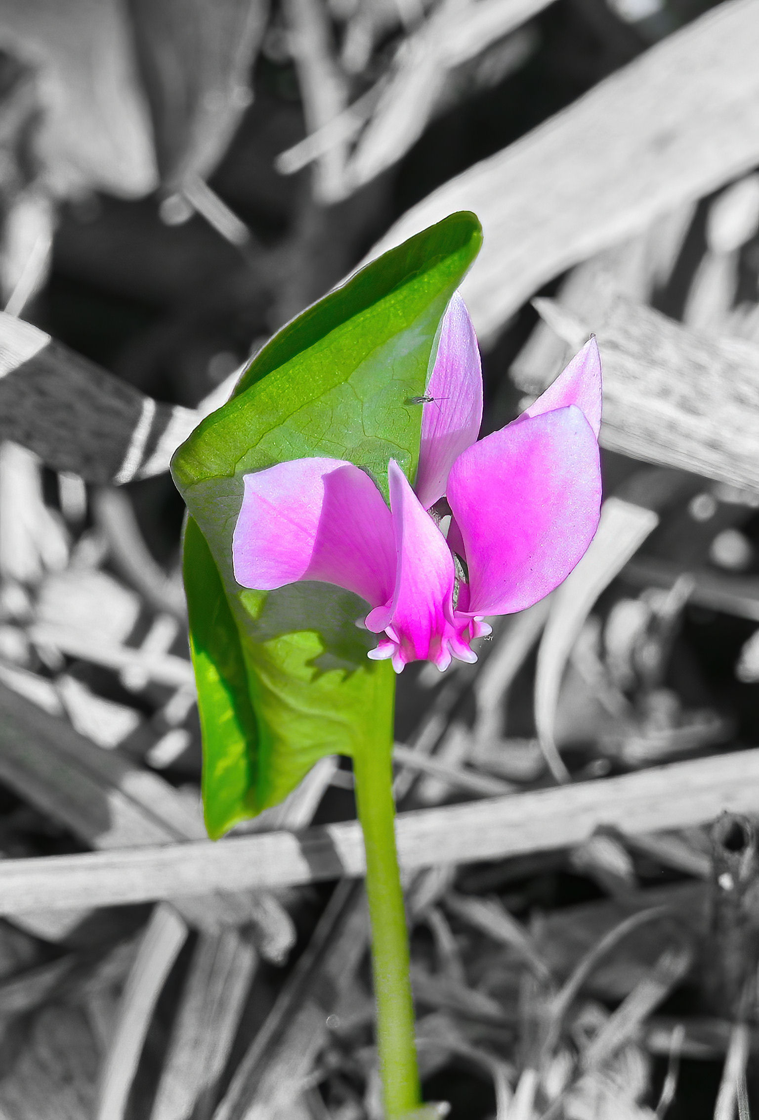 Il Verde e il Ciclamino
