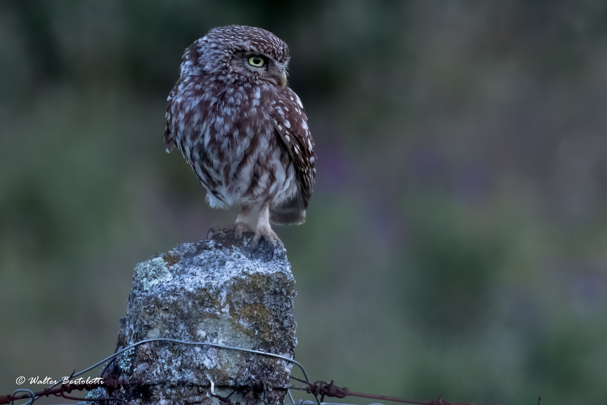 OWL AT DUSK