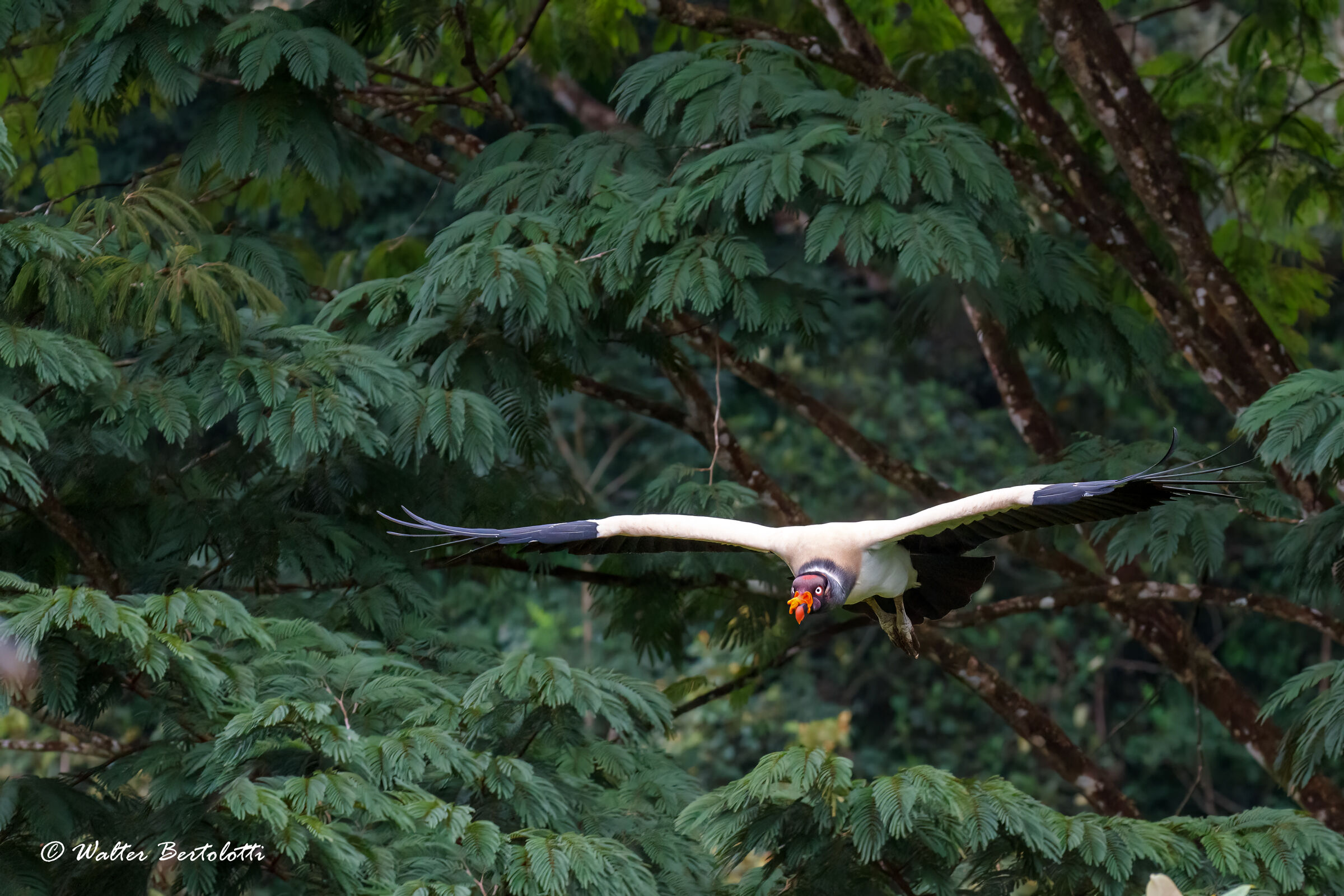 il volo dell'avvoltoio reale