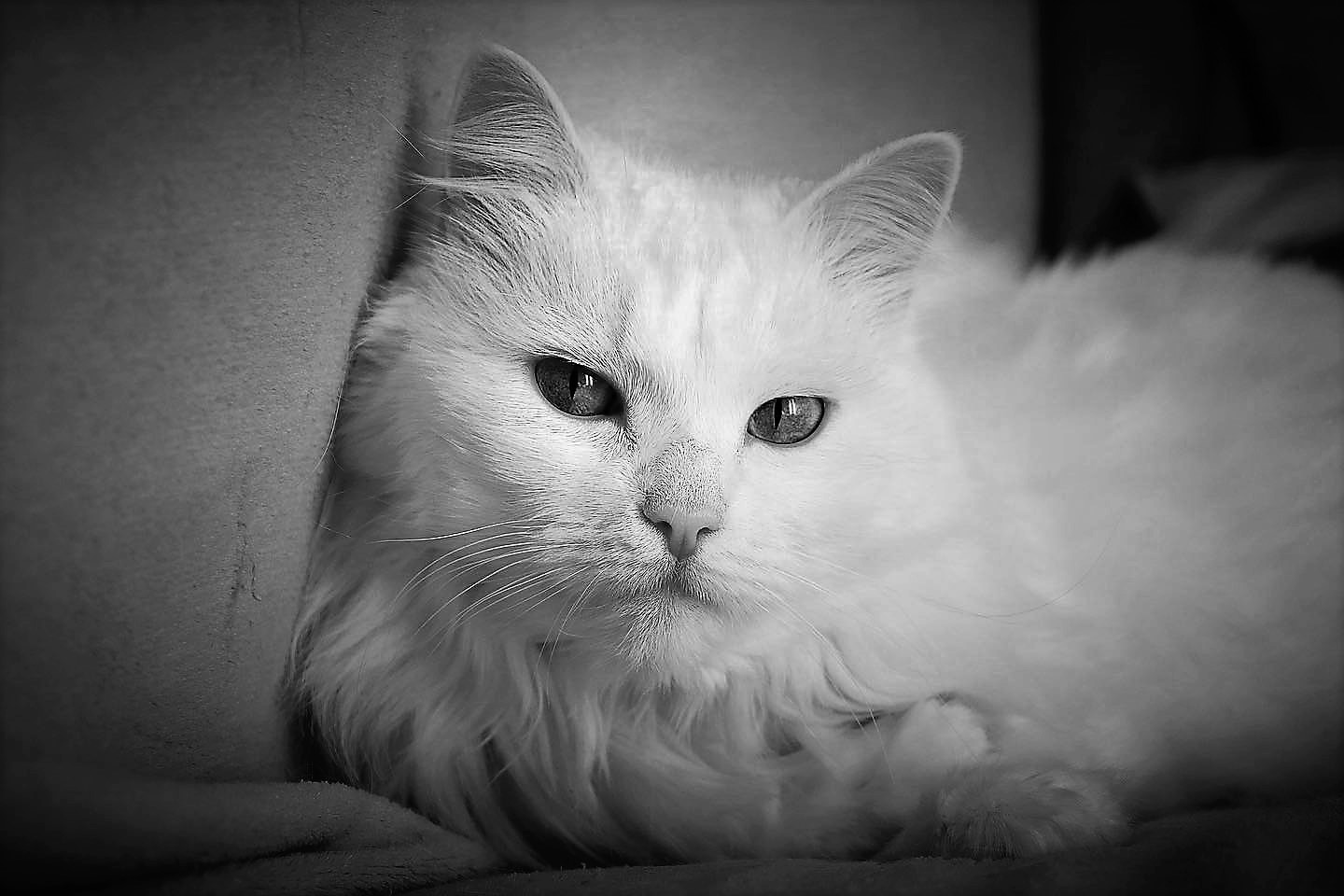 Nerone