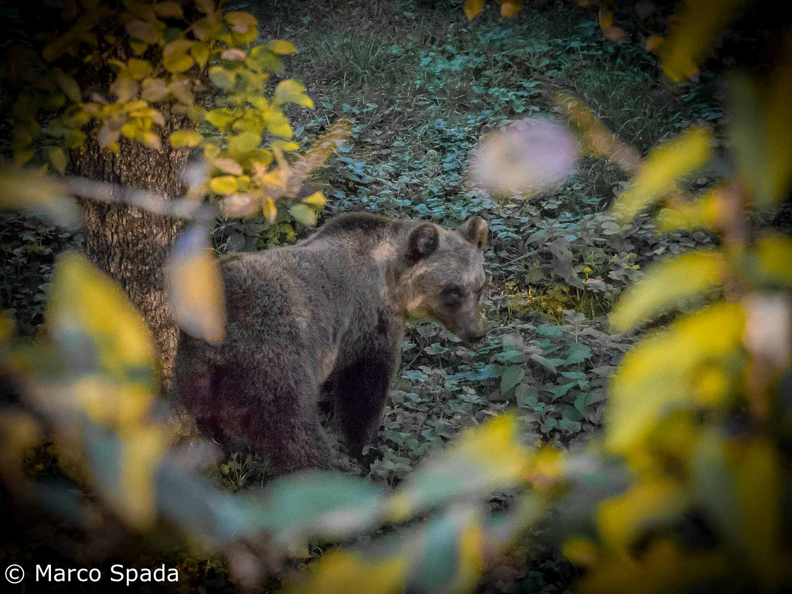 Nocturnal with Marsican bear.
