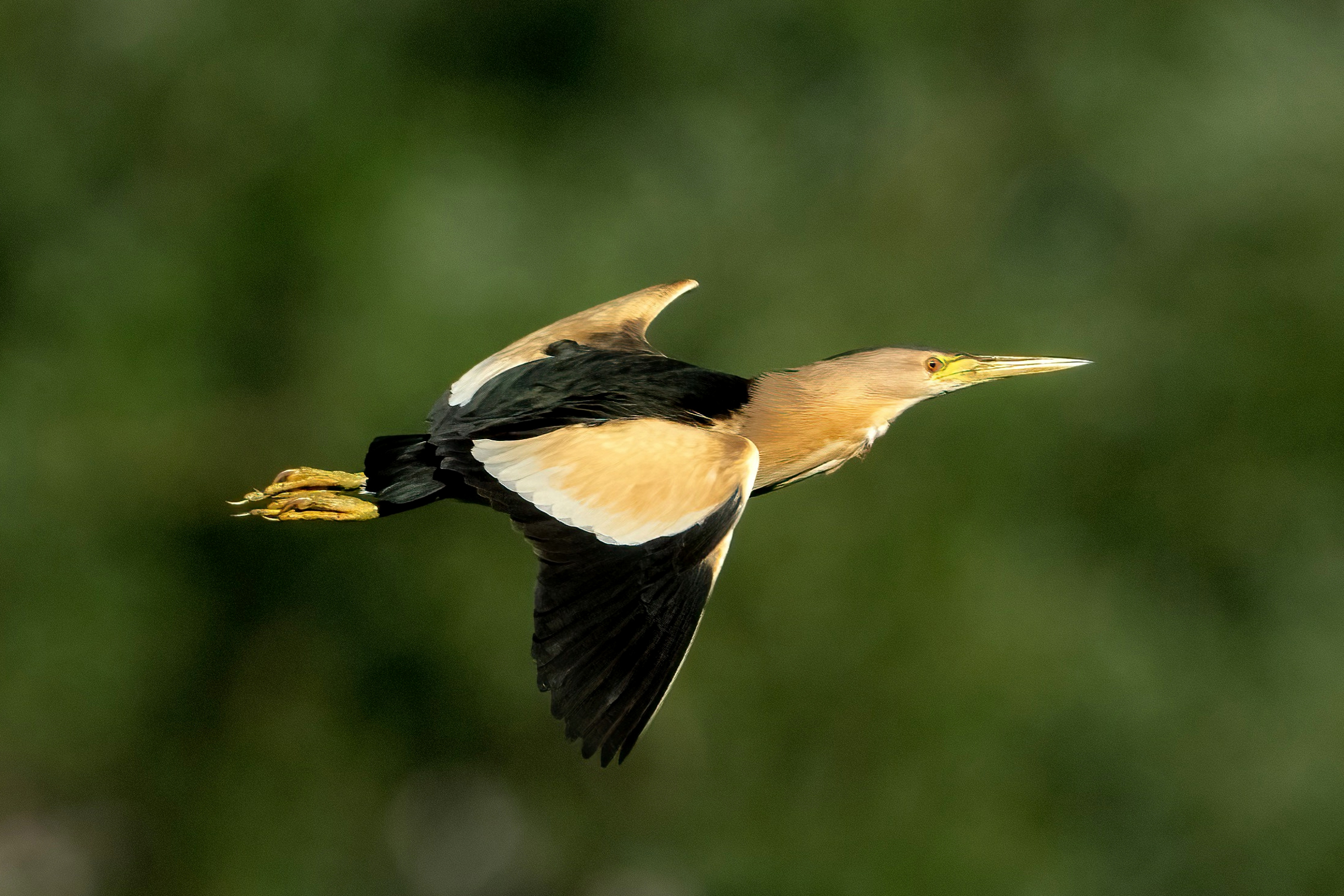 Little bittern (Ixobrychus minutus)