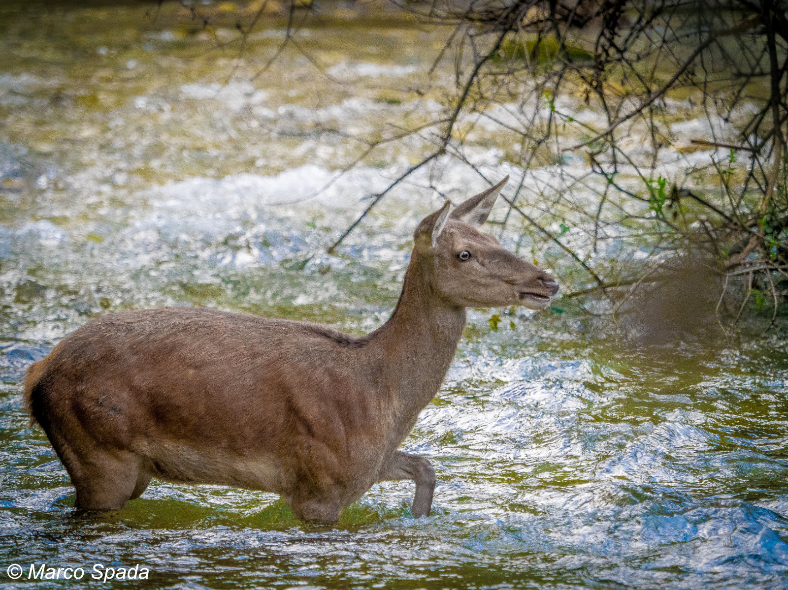 Female deer on the river Sangro